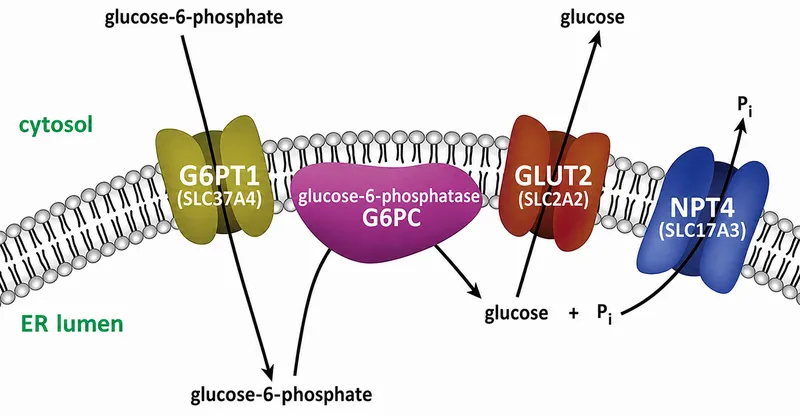 Glucose-6-phosphatase system in ER membrane