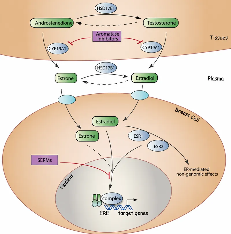 Estrogen pathway and inhibitors in breast cancer