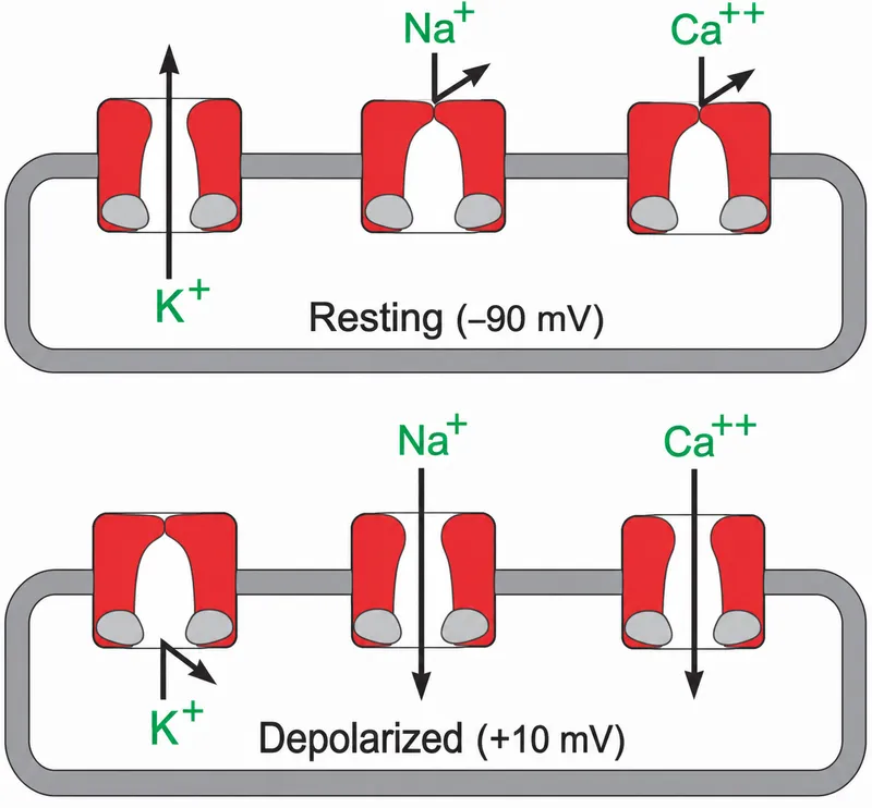 Ion channels in resting and depolarized cardiac cells