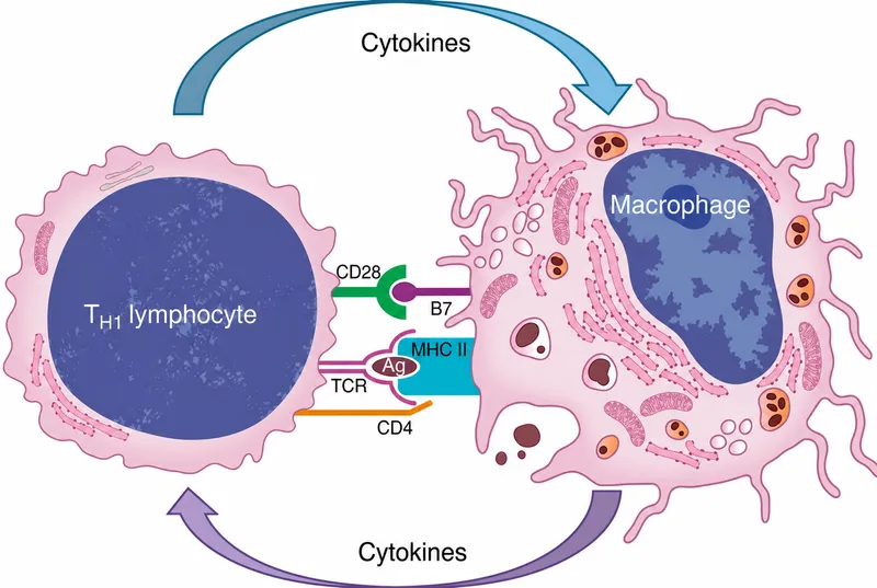 T-H1 Lymphocyte and Macrophage Interaction in Inflammation