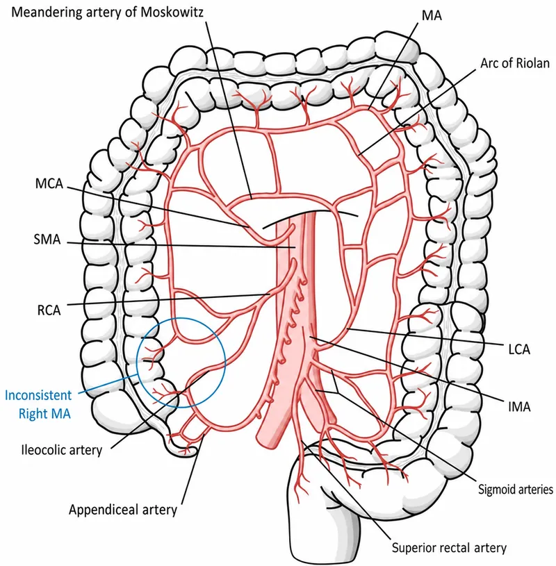 Mesenteric artery anatomy and collaterals