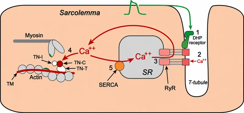 Cardiac Excitation-Contraction Coupling