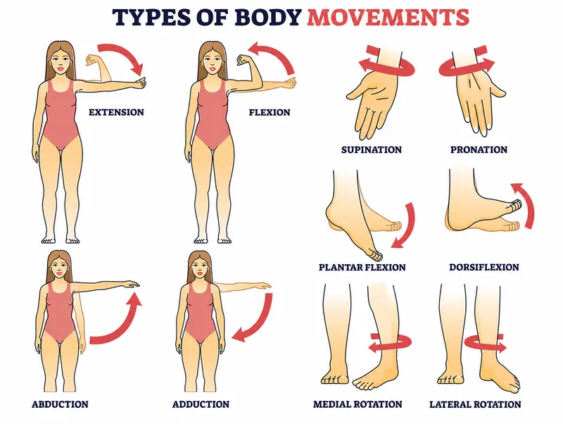 Types of Body Movements: Flexion, Extension, Rotation