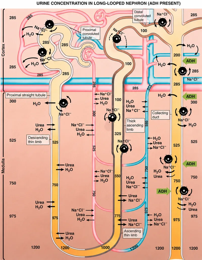 Urine concentration in long-looped nephron (ADH present)
