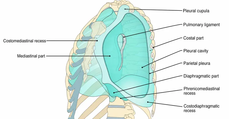 Pleural Layers and Recesses