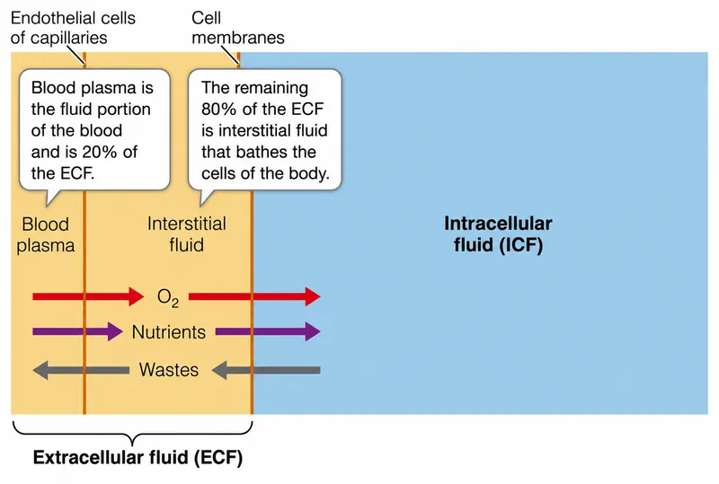 ECF and ICF composition and exchange