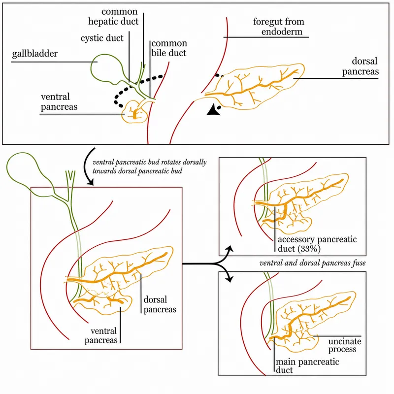 Pancreas Embryology: Bud Rotation and Fusion