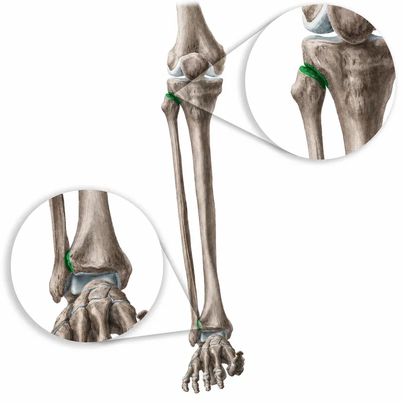 Tibiofibular and ankle joints