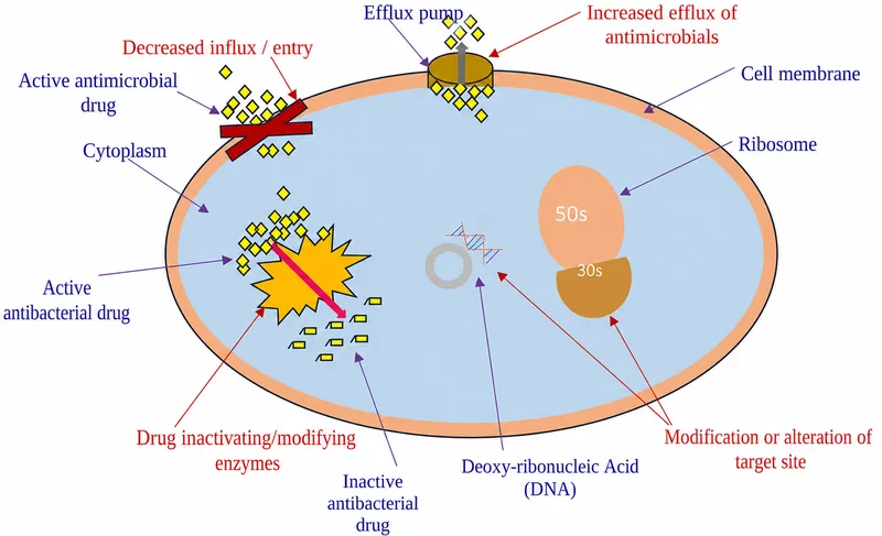 Mechanisms of Antimicrobial Resistance in Bacteria