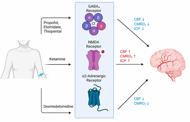 Intravenous Anesthetics: Receptors and Cerebral Effects
