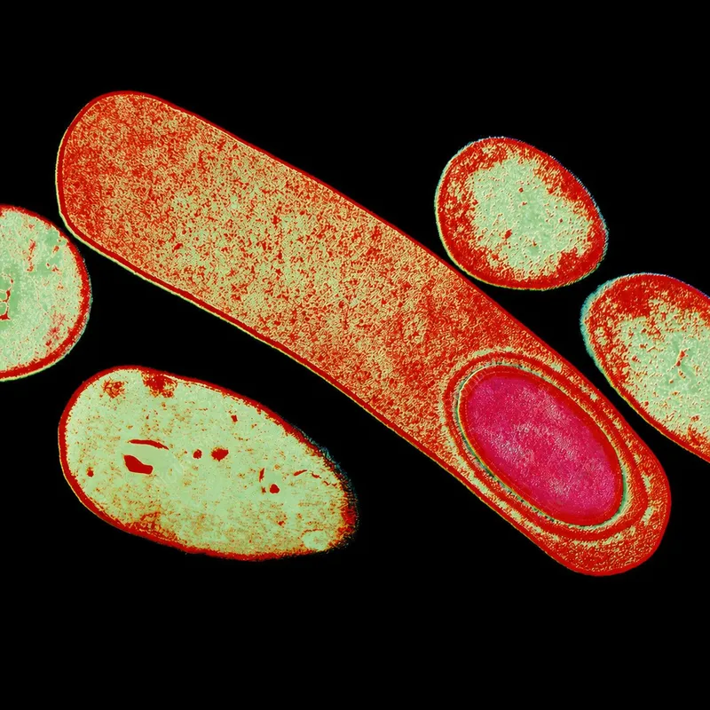 Clostridium difficile bacterium with endospores