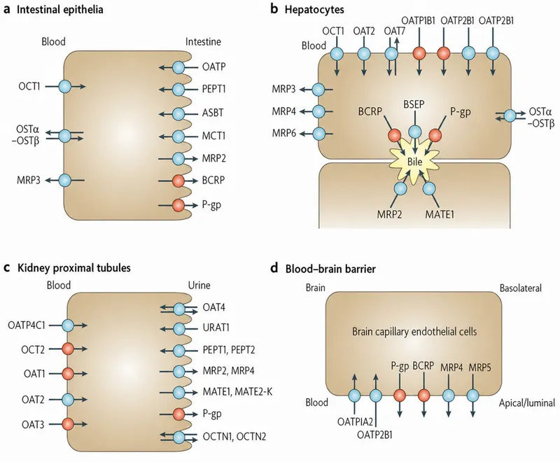 Hepatocyte transporters in biliary excretion