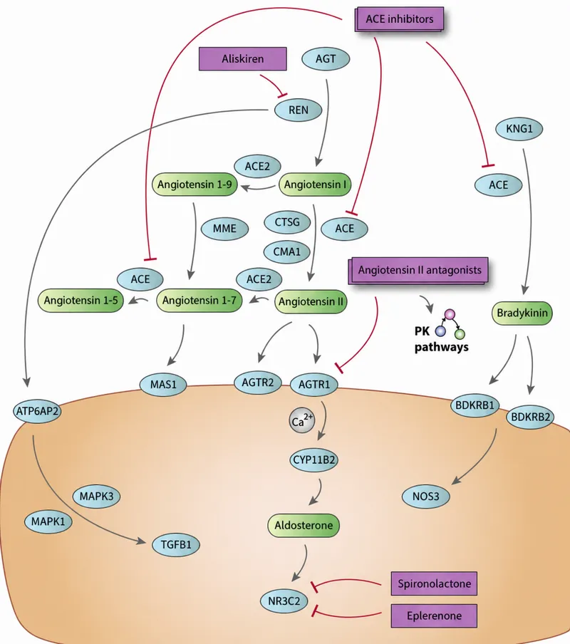Detailed RAAS pathway diagram showing renin, angiotensin I/II, ACE, and aldosterone with drug intervention points