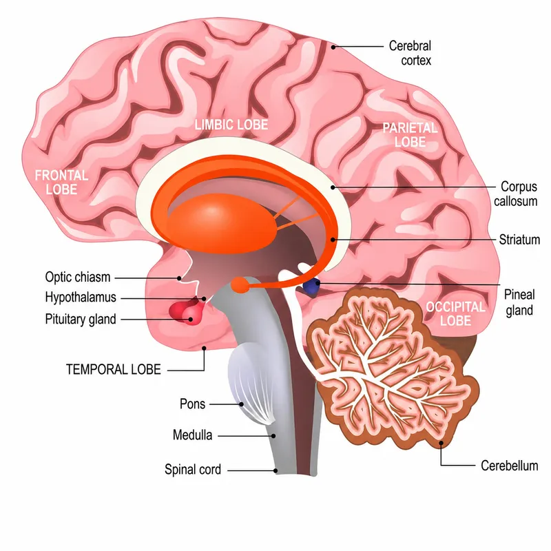 Sagittal view of human brain