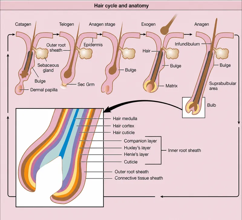Hair follicle anatomy and hair growth cycle diagram