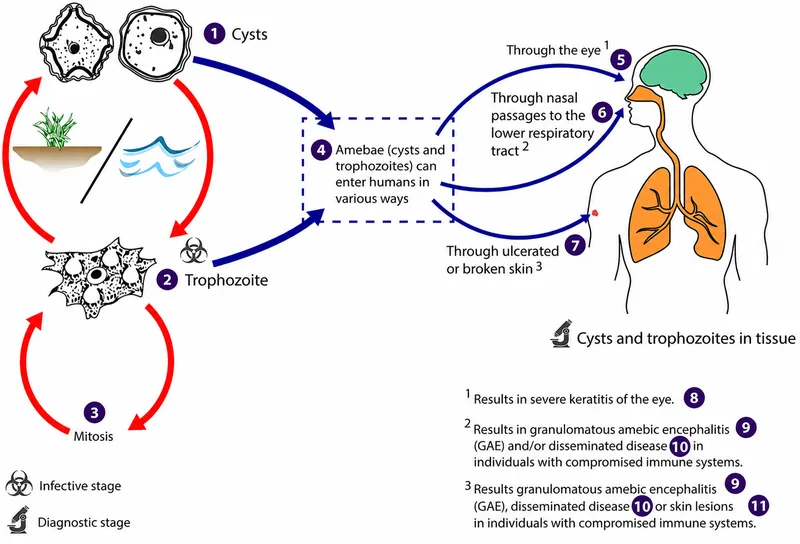 Acanthamoeba life cycle and infection routes