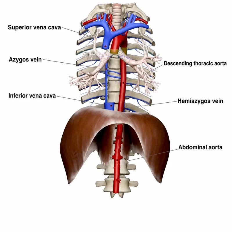 Azygos and Hemiazygos Veins