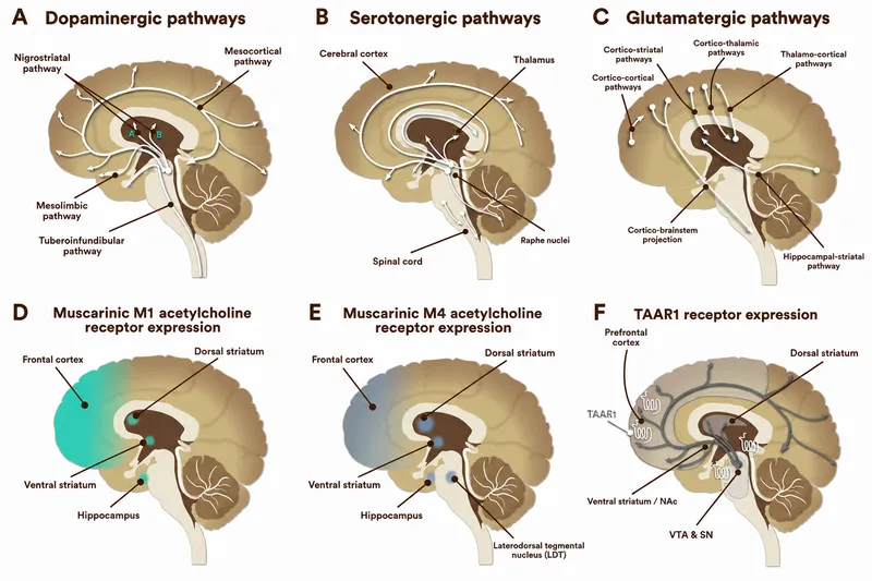Major Neurotransmitter Pathways