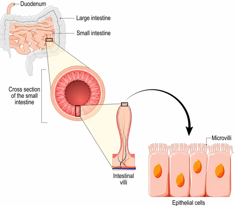 Cross-sectional anatomy of small intestine showing villi and absorption mechanisms