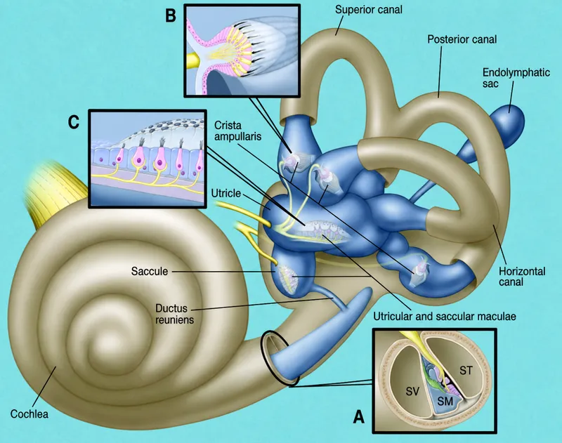 Inner ear anatomy with vestibular system components