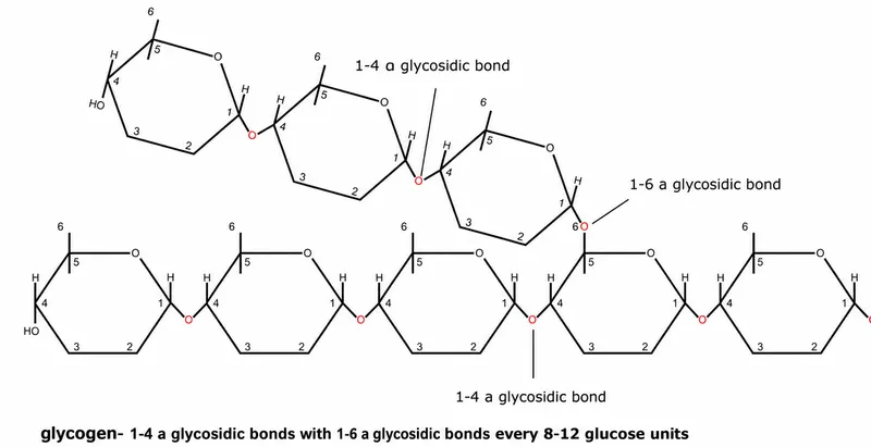 Glycogen structure: alpha-1,4 and alpha-1,6 bonds