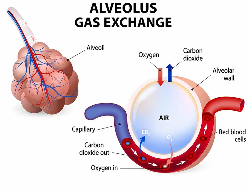 Detailed anatomical illustration of complete respiratory system showing airways, alveoli, and pulmonary circulation