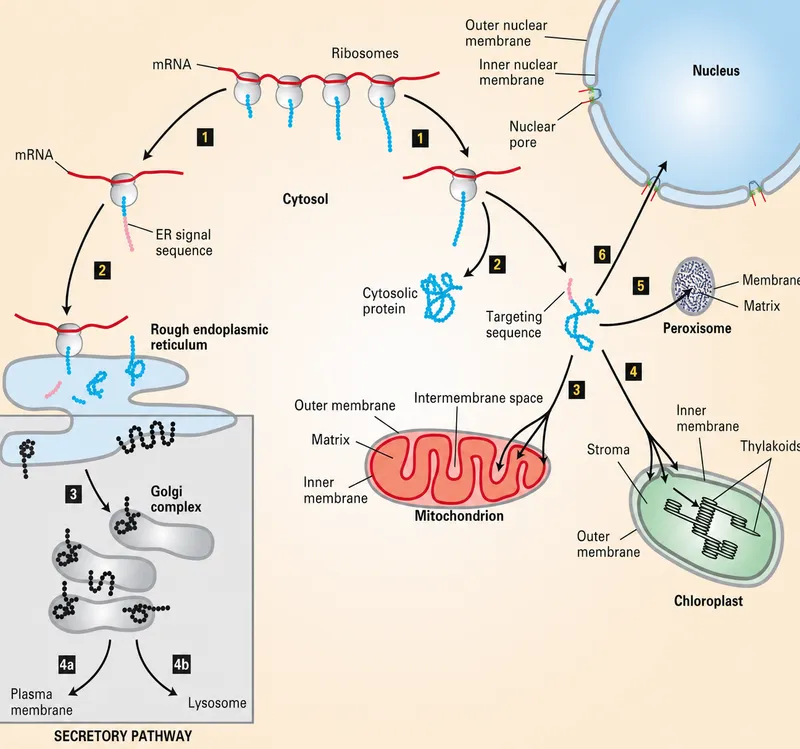 Protein synthesis and targeting to organelles