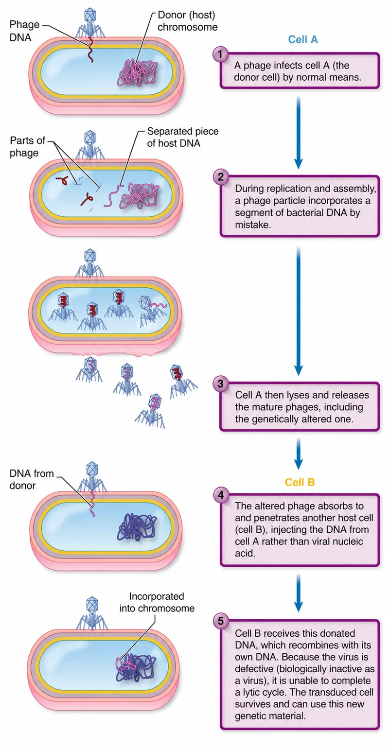 Generalized Transduction Mechanism