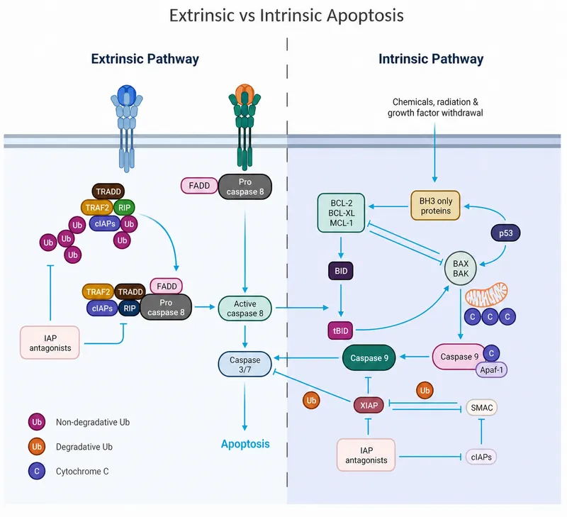 Apoptosis Pathways Diagram