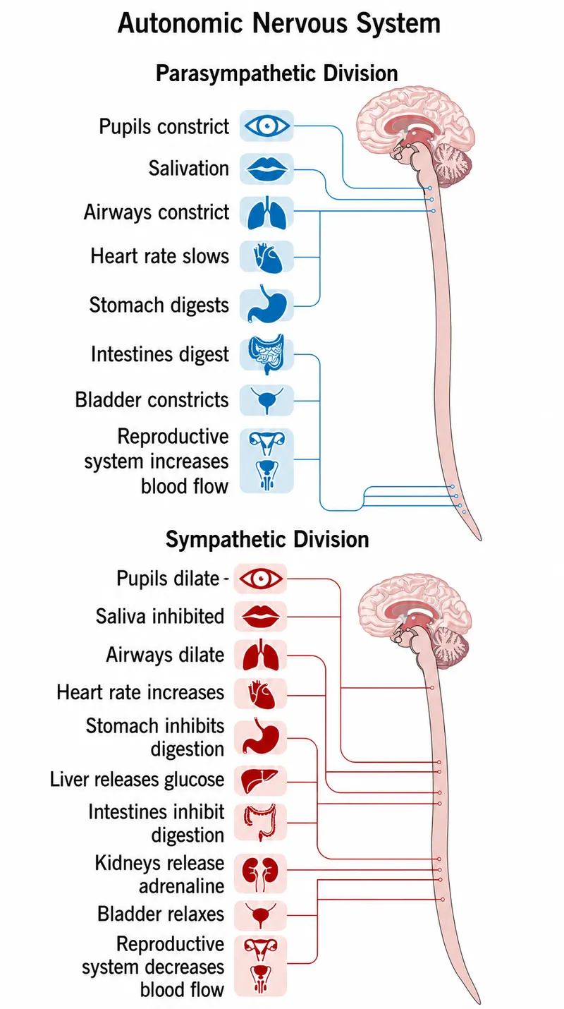 Autonomic Nervous System: Parasympathetic vs. Sympathetic