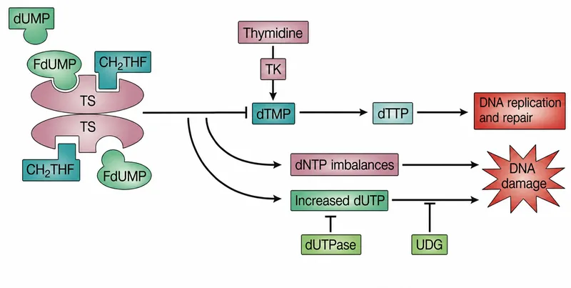 5-FU and Leucovorin synergy in DNA damage