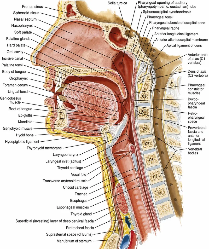 Sagittal view of pharynx and oral cavity anatomy