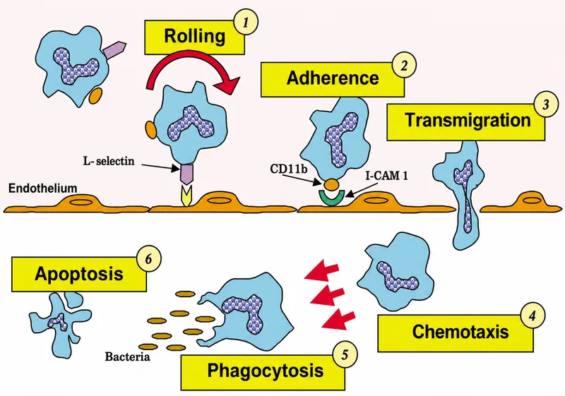 Leukocyte Extravasation and Phagocytosis