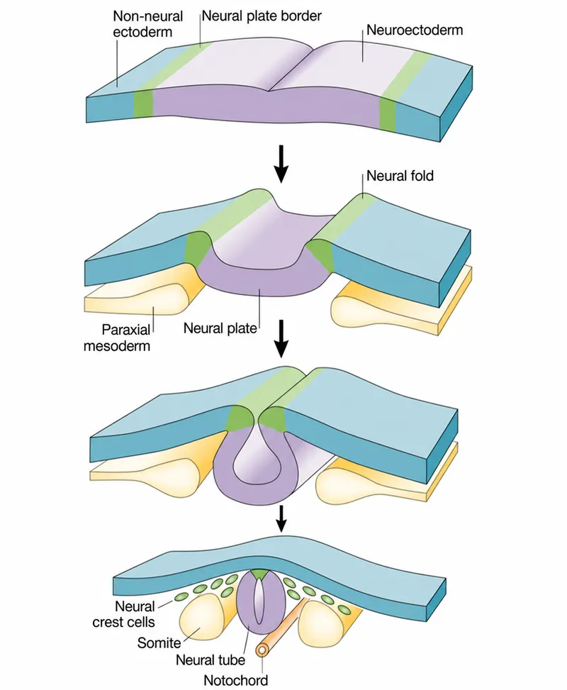 Neurulation stages: neural plate to neural tube formation