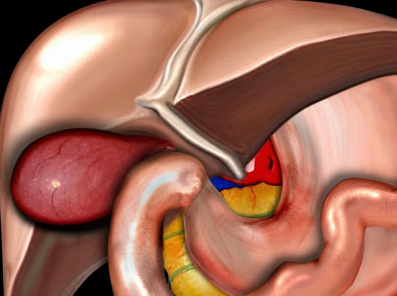 Anatomy of the Gallbladder and Biliary Tract