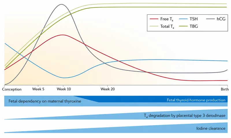 Thyroid hormone changes and fetal dependency in pregnancy