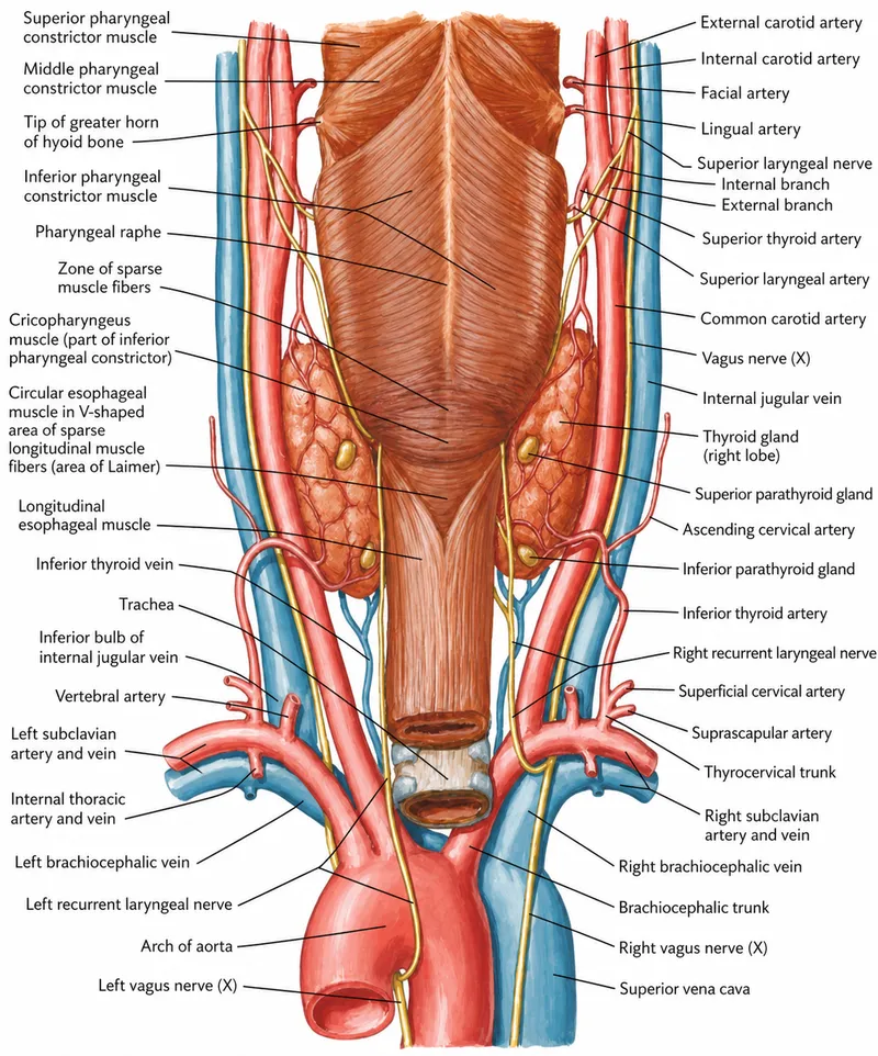 Nerves, vessels, and glands of the neck