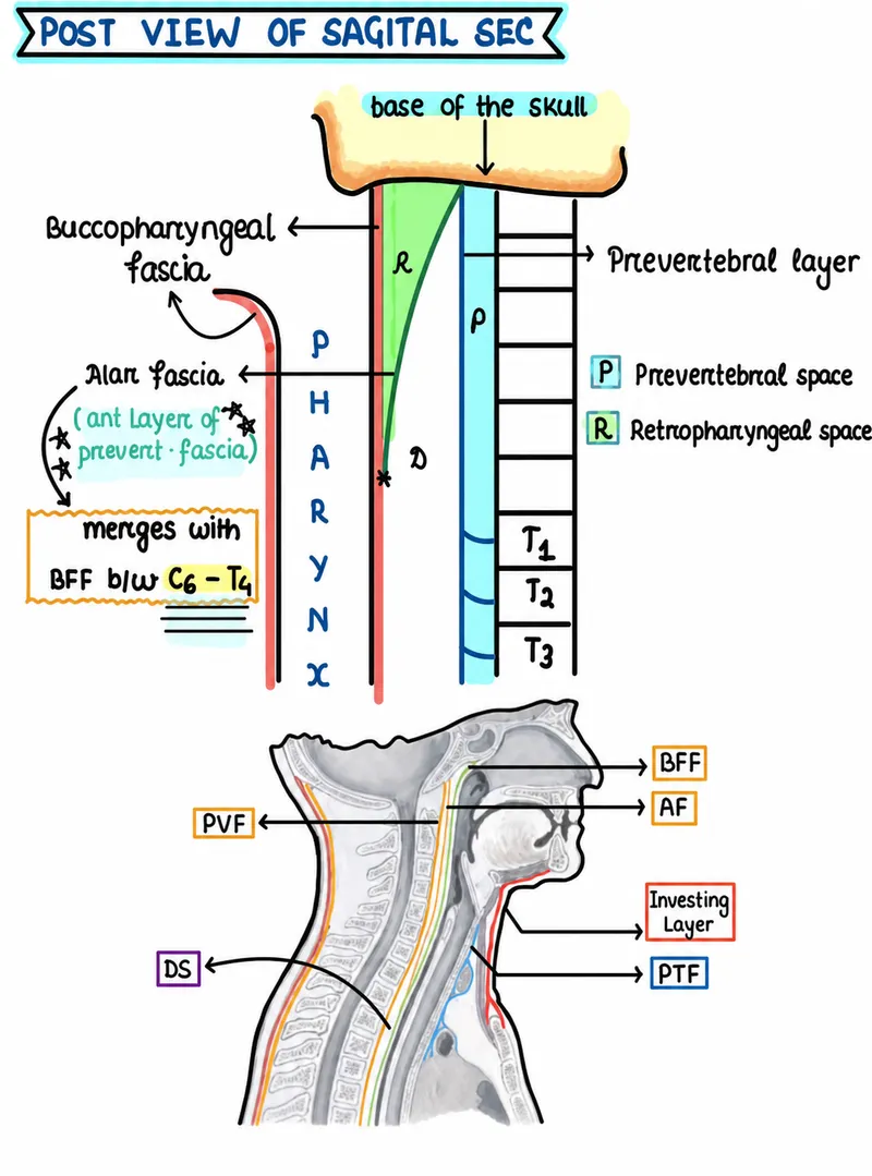 neck fascial layers anatomy