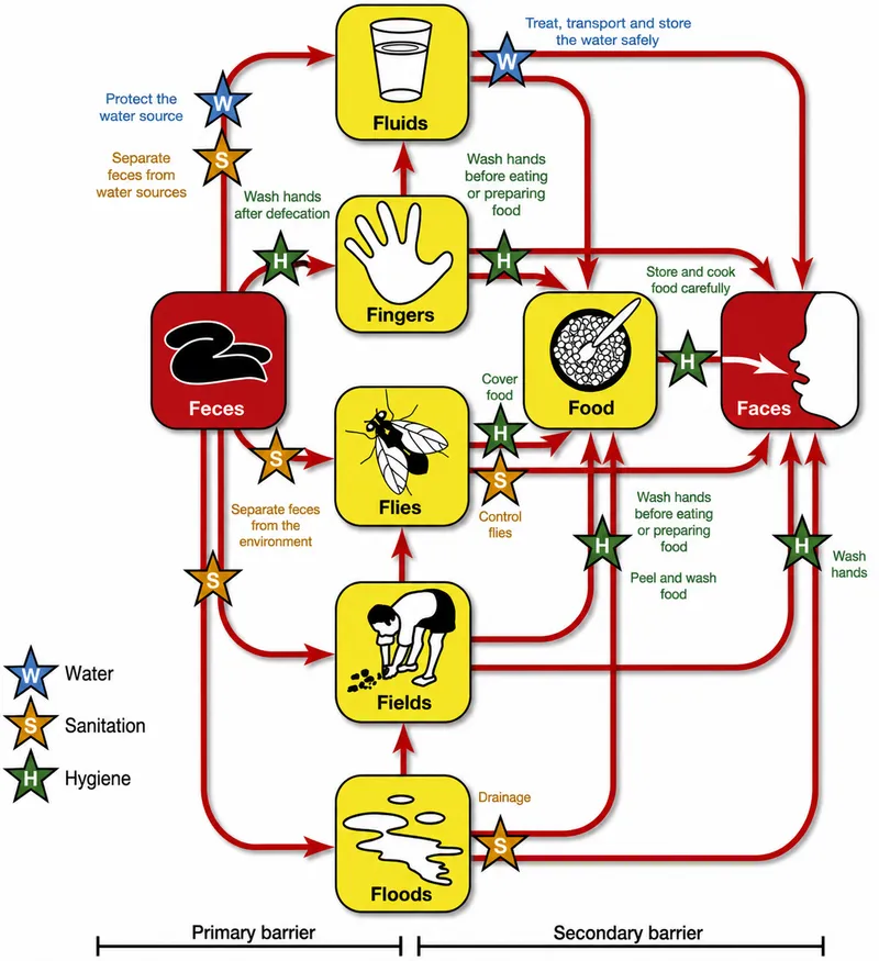 F-Diagram: Fecal-Oral Transmission Routes