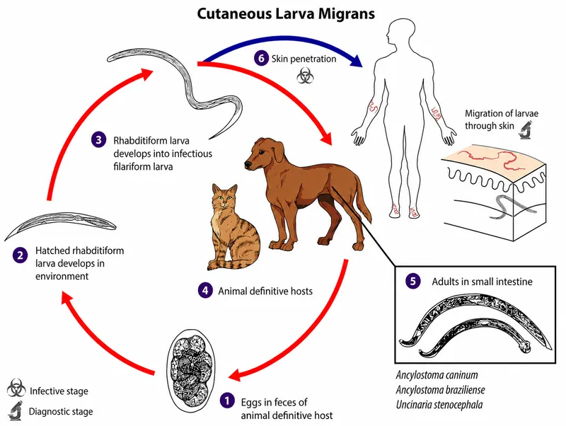 Cutaneous Larva Migrans Lifecycle