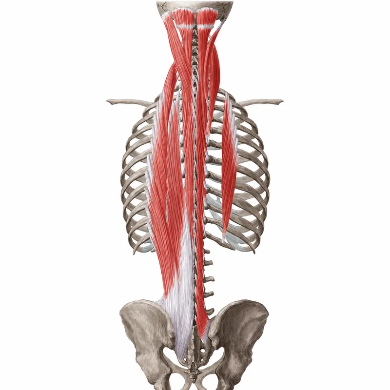 Erector Spinae and Transversospinalis muscles
