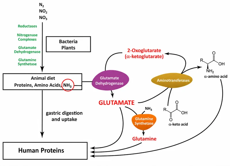 Sources of Ammonia for Urea Cycle