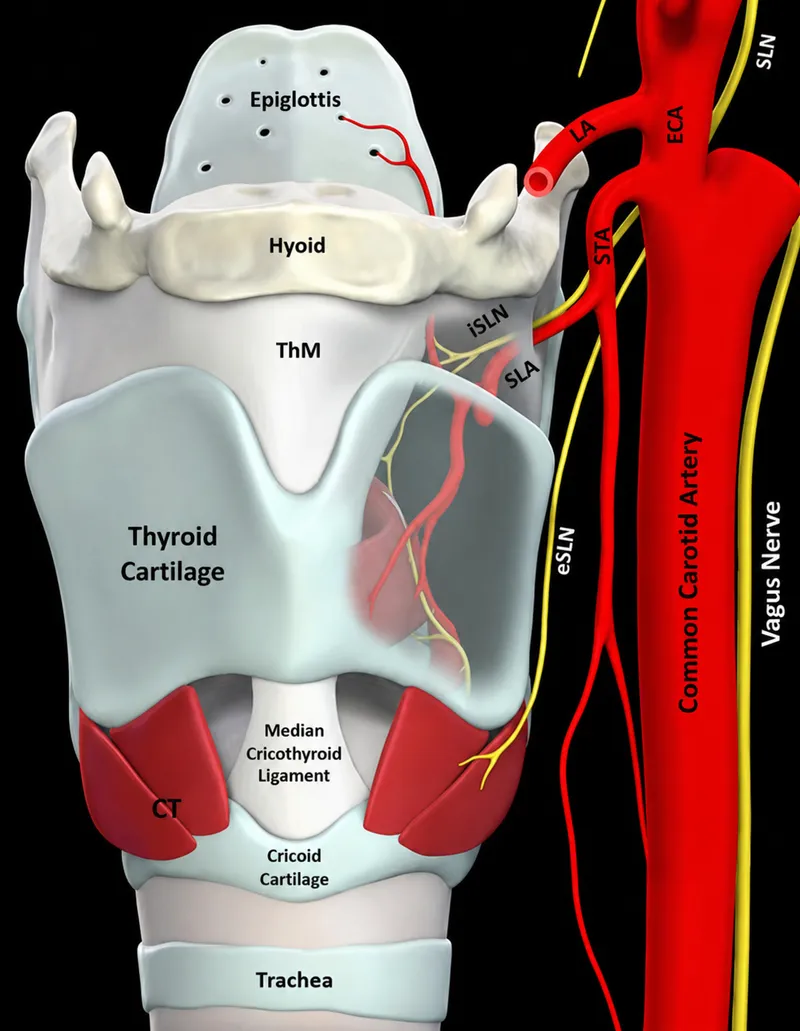 Larynx and associated neurovasculature