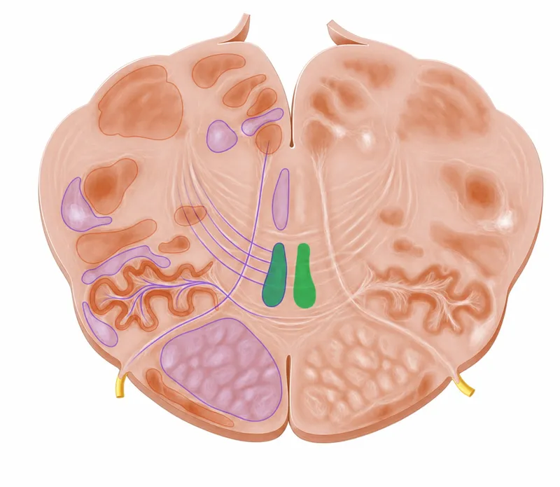 Brainstem cross-section with reticular formation nuclei
