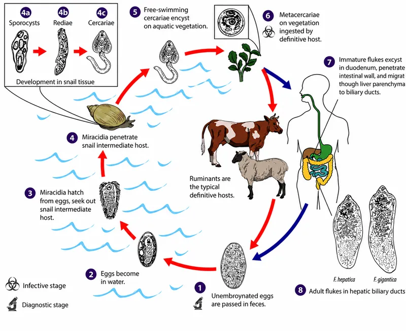 Fasciola spp. life cycle diagram