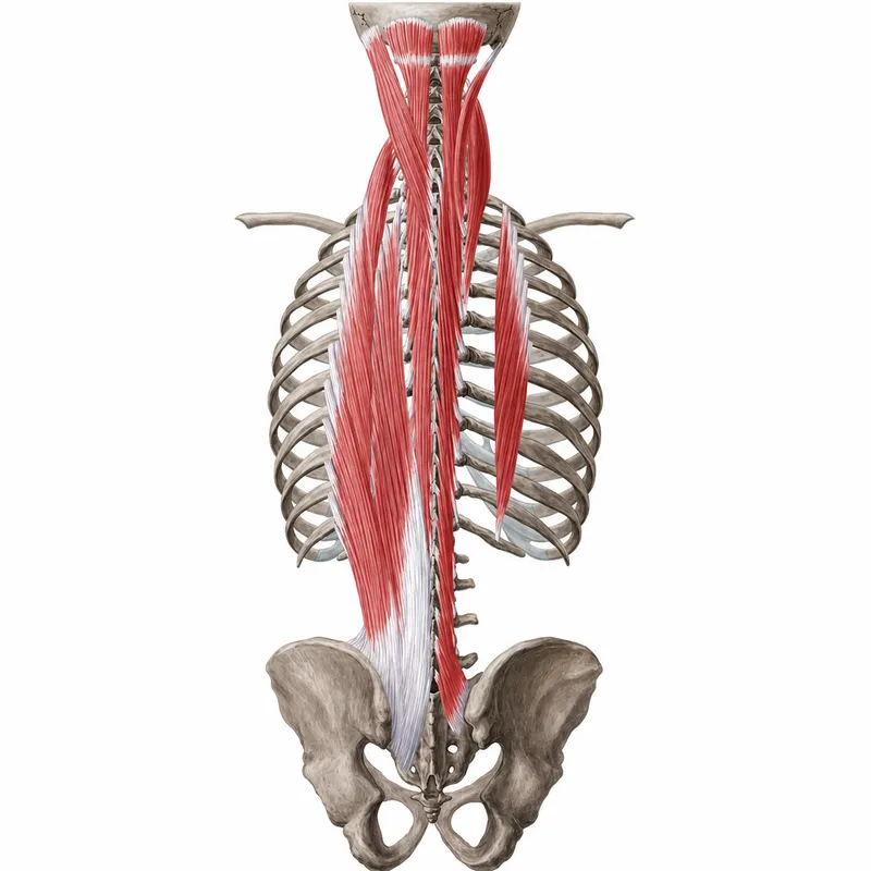Deep and superficial spinal muscles