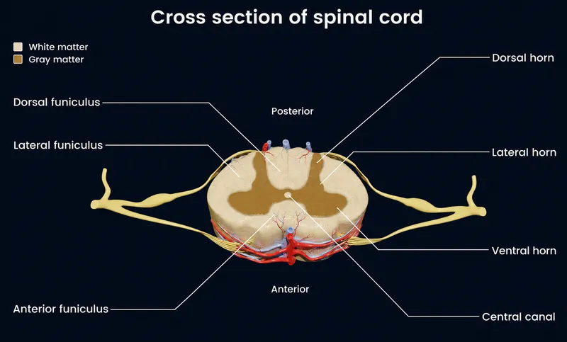 Spinal Cord Cross Section: Gray and White Matter