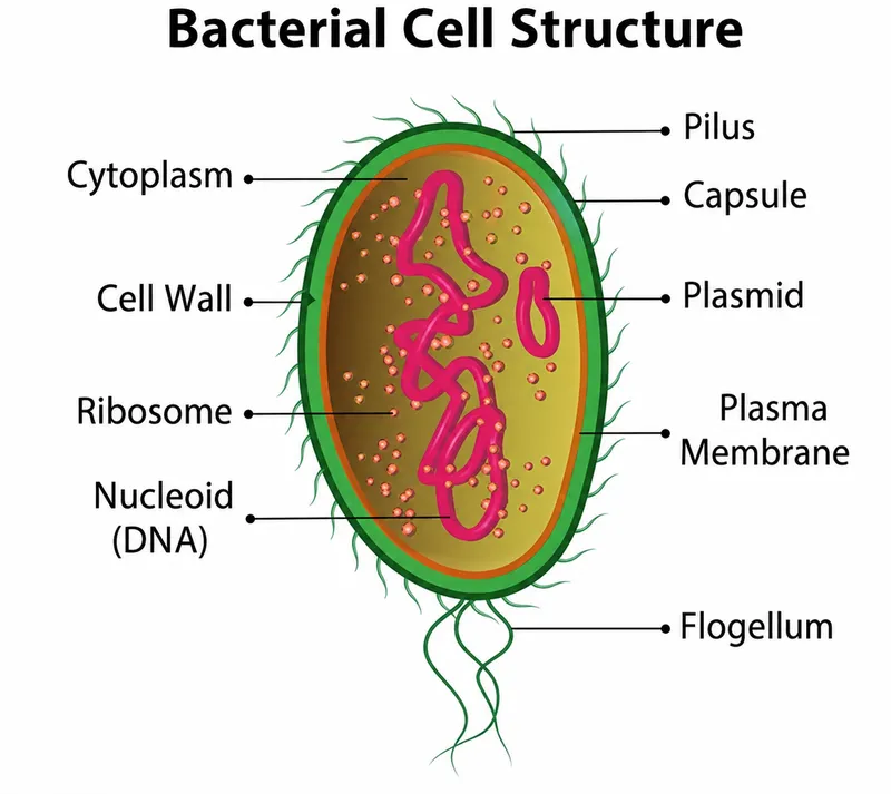 Bacterial Cell Structure and Genetics