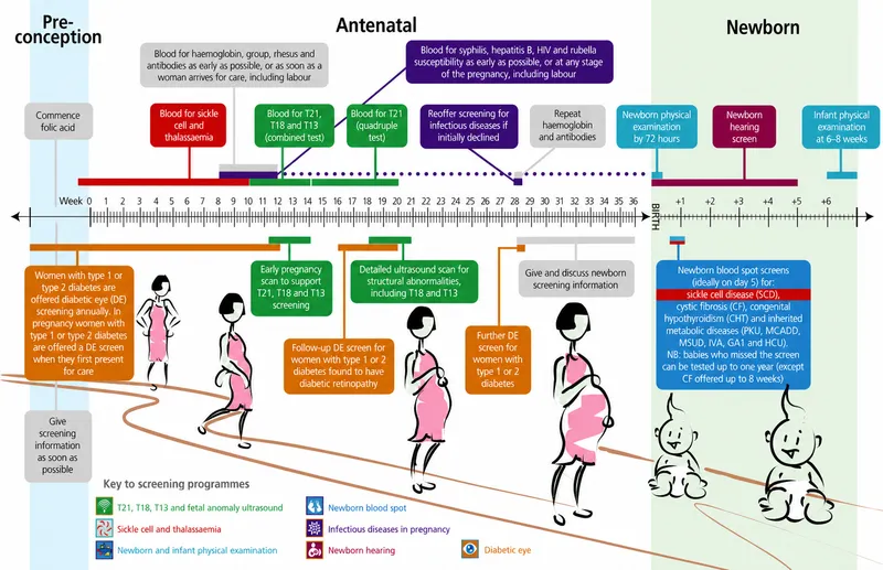 Antenatal and Newborn Screening Timeline