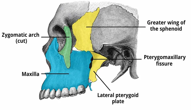 Temporal and Infratemporal Regions Bones